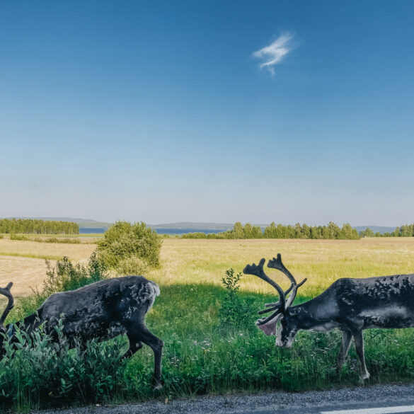 The Directory - The ultimate guide for Norrland newcomers.